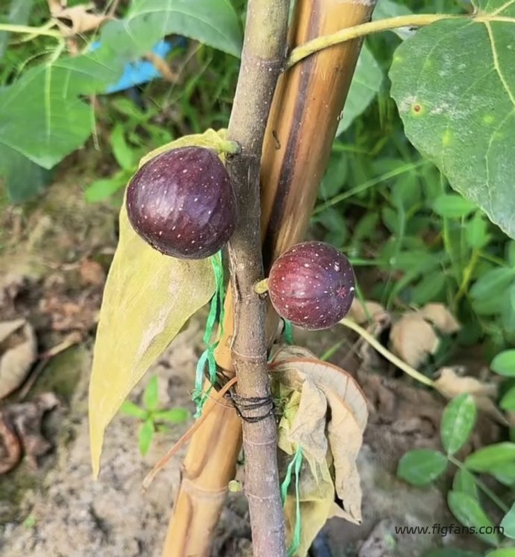 小果迷-种植爱好者交流互动平台