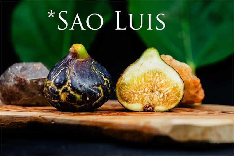 圣路易斯   sao luís（天狼月季）-小果迷