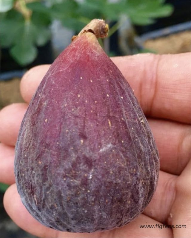 摩洛哥巨人   Morrocan Giant（天狼月季）-小果迷
