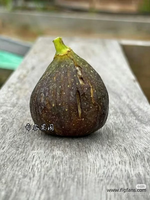 25. 圣母玛丽亚/MDD Mare DE Dèu MP (实拍来自希睿)-小果迷