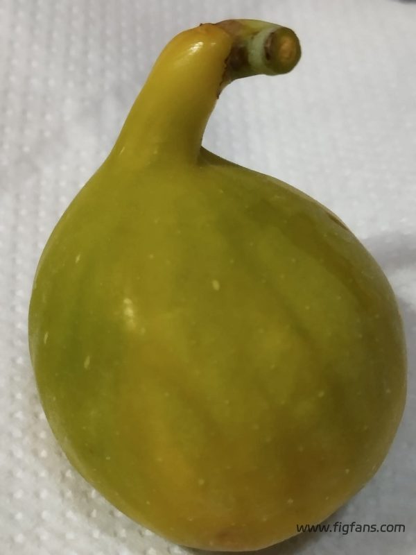 小果迷-种植爱好者交流互动平台