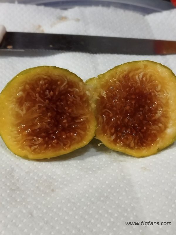 小果迷-种植爱好者交流互动平台