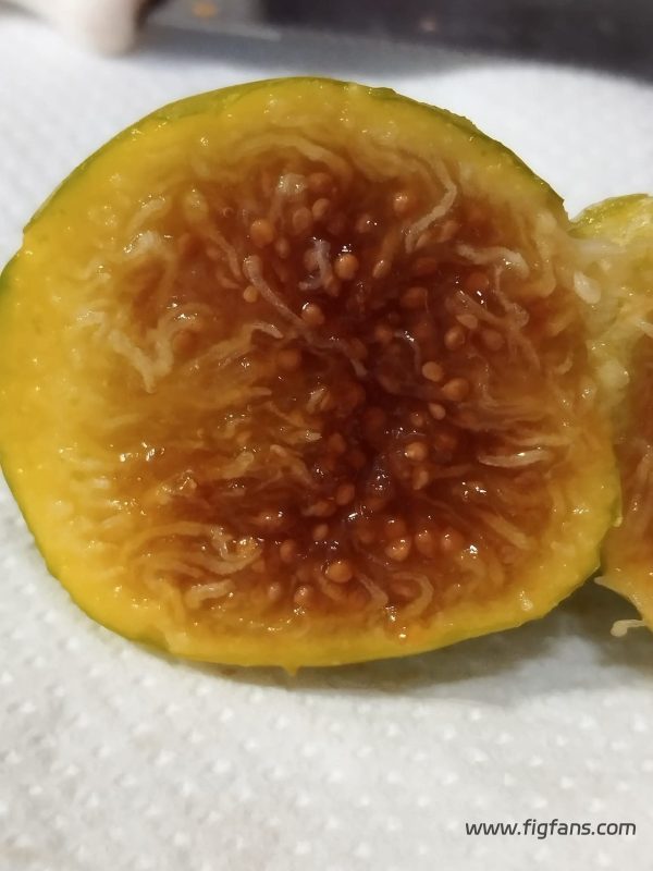 小果迷-种植爱好者交流互动平台