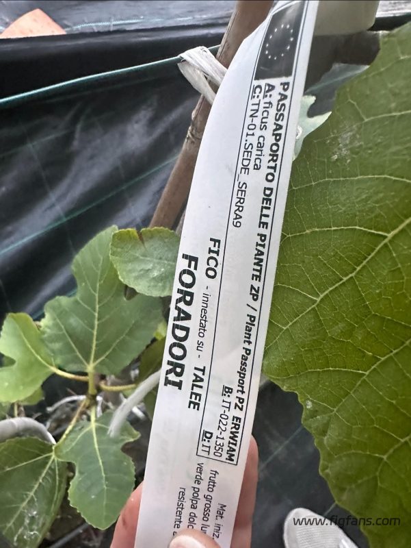 小果迷-种植爱好者交流互动平台