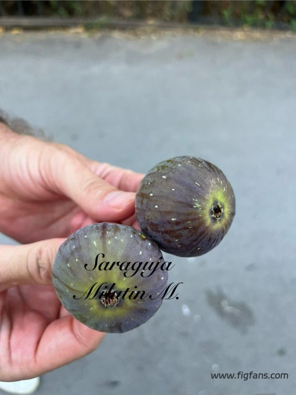 小果迷-种植爱好者交流互动平台