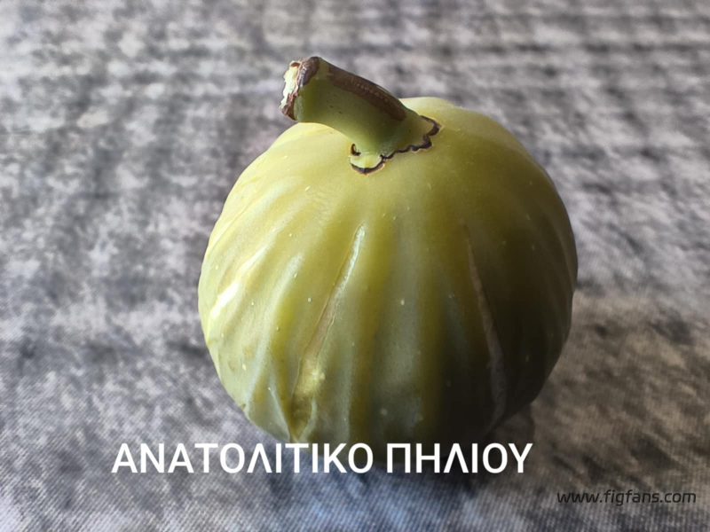 小果迷-种植爱好者交流互动平台