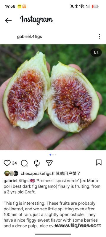 婚约   Promessi sposi verde（天狼月季）-小果迷
