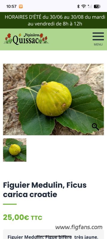 梅杜林   Medulin（天狼月季）-小果迷