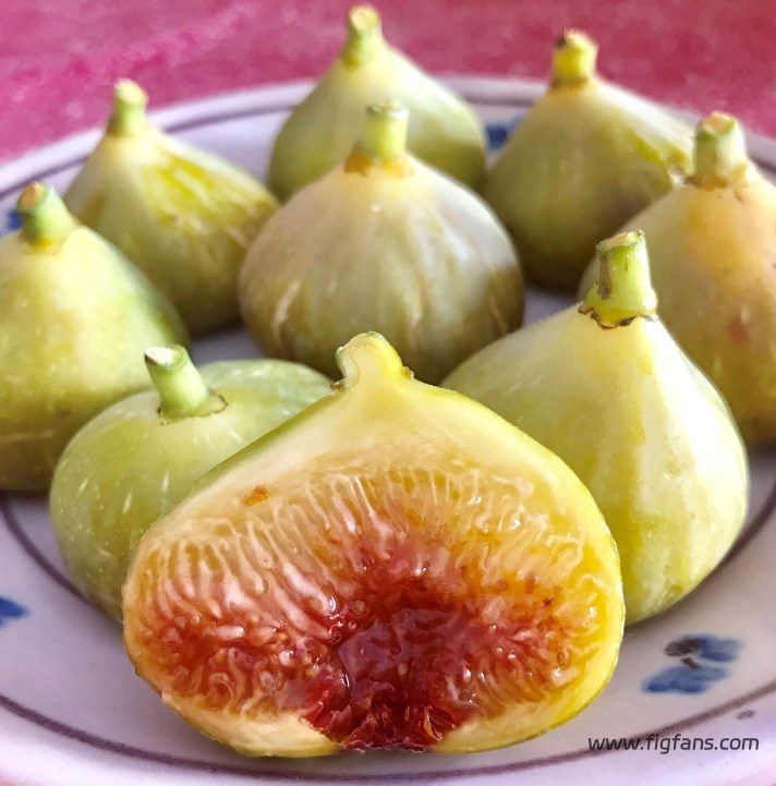 卡斯蒂永   Castillion Fdm（月季天狼）-小果迷