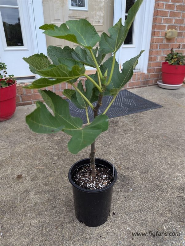 小果迷-种植爱好者交流互动平台