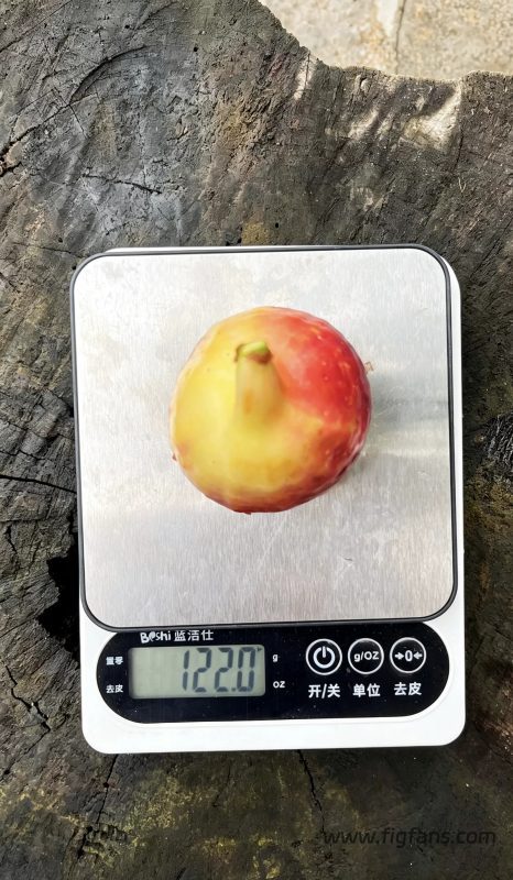 小果迷-种植爱好者交流互动平台