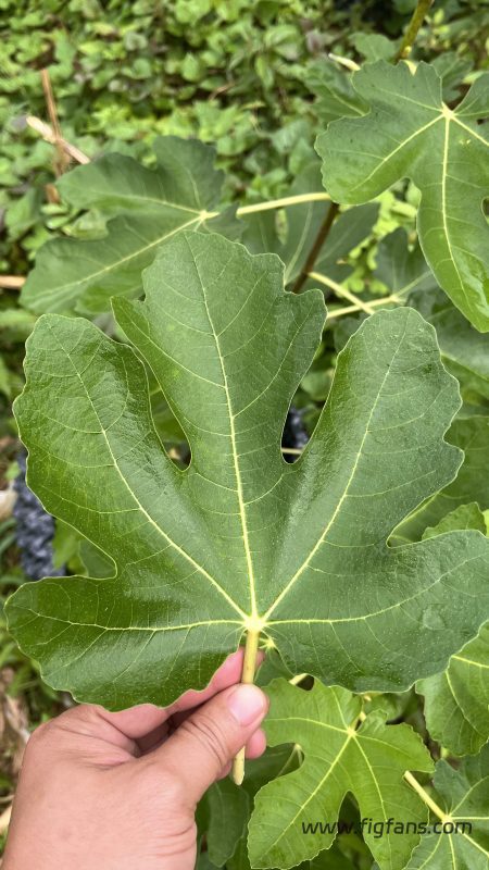 小果迷-种植爱好者交流互动平台