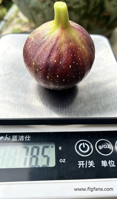 小果迷-种植爱好者交流互动平台
