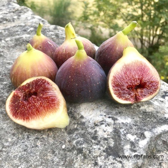 image_7b490f8a-a4c9-4f53-b26a-a435c80471a9.img_2514