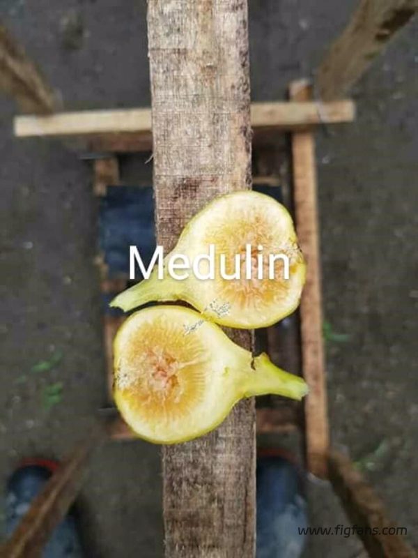 medulin
