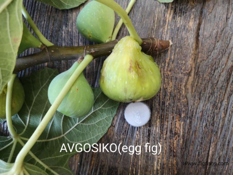 小果迷-种植爱好者交流互动平台