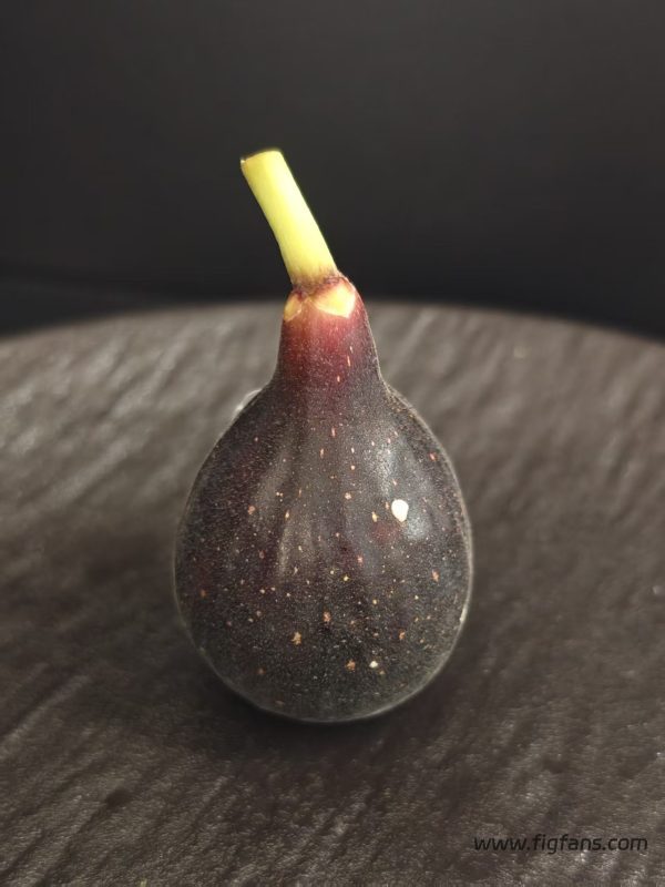 小果迷-种植爱好者交流互动平台