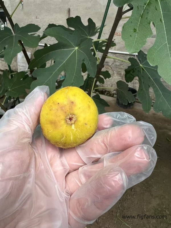 小果迷-种植爱好者交流互动平台