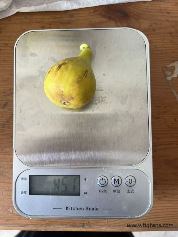 小果迷-种植爱好者交流互动平台