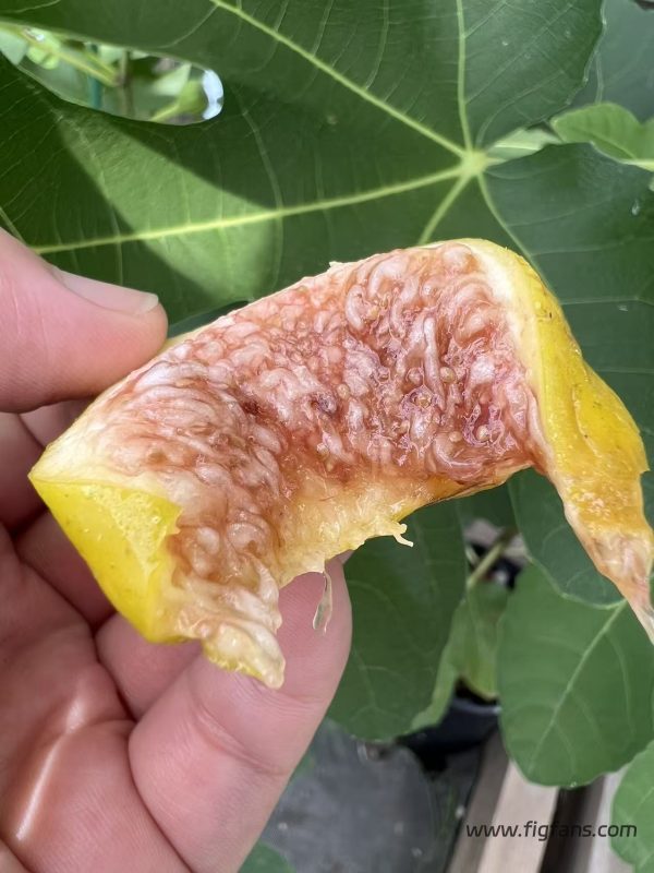 小果迷-种植爱好者交流互动平台