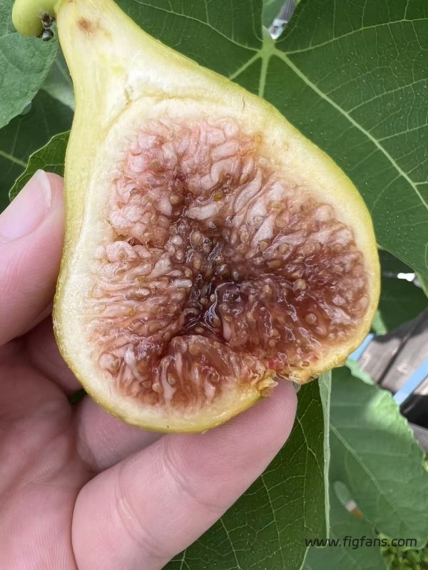 小果迷-种植爱好者交流互动平台