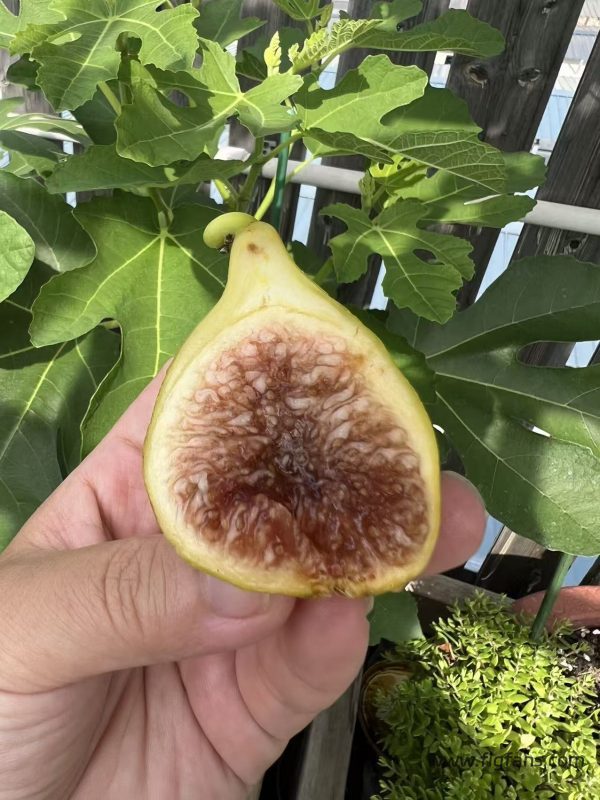 小果迷-种植爱好者交流互动平台
