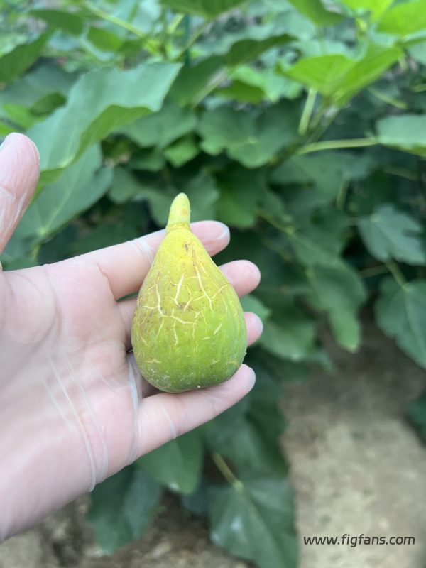小果迷-种植爱好者交流互动平台