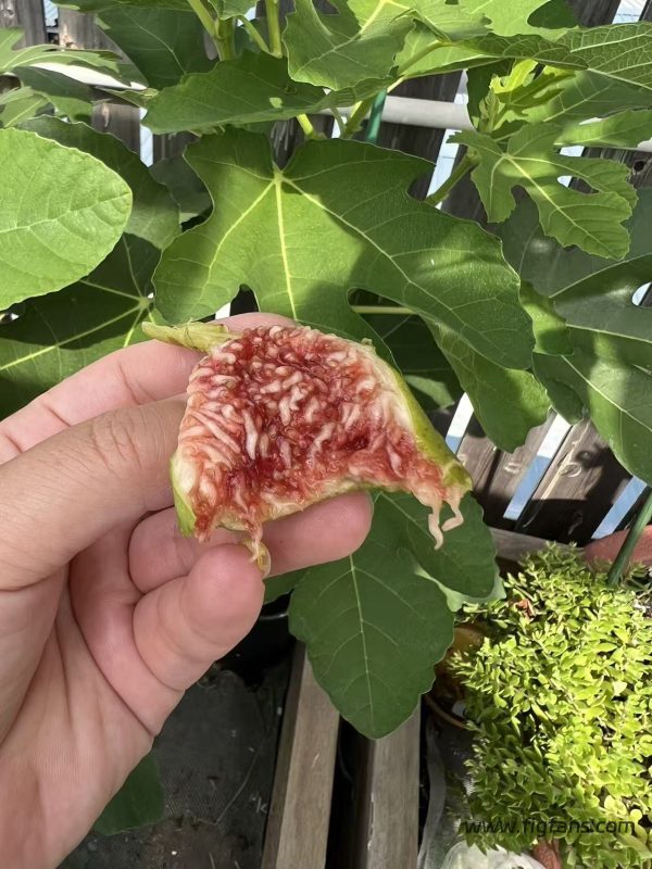 小果迷-种植爱好者交流互动平台