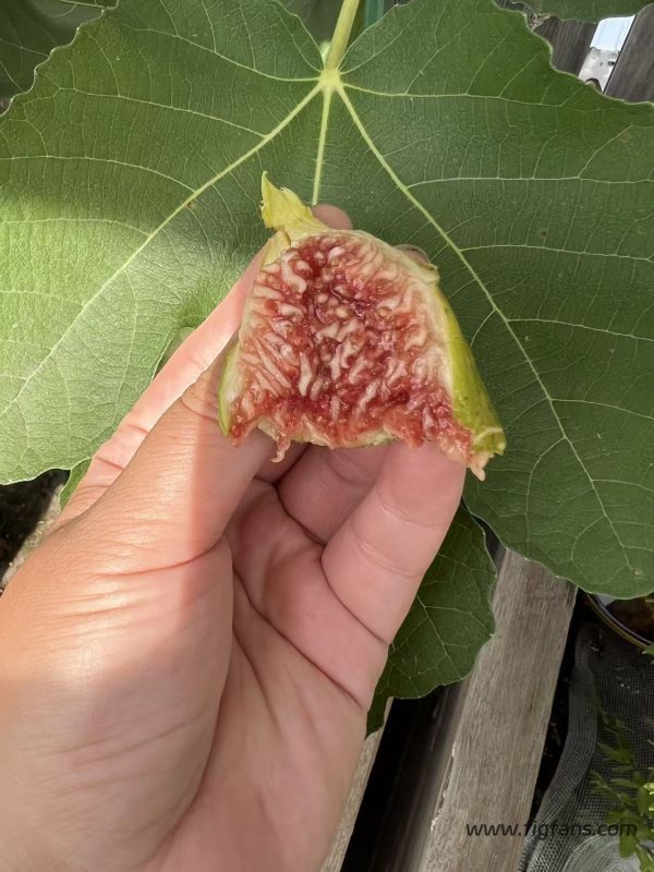小果迷-种植爱好者交流互动平台