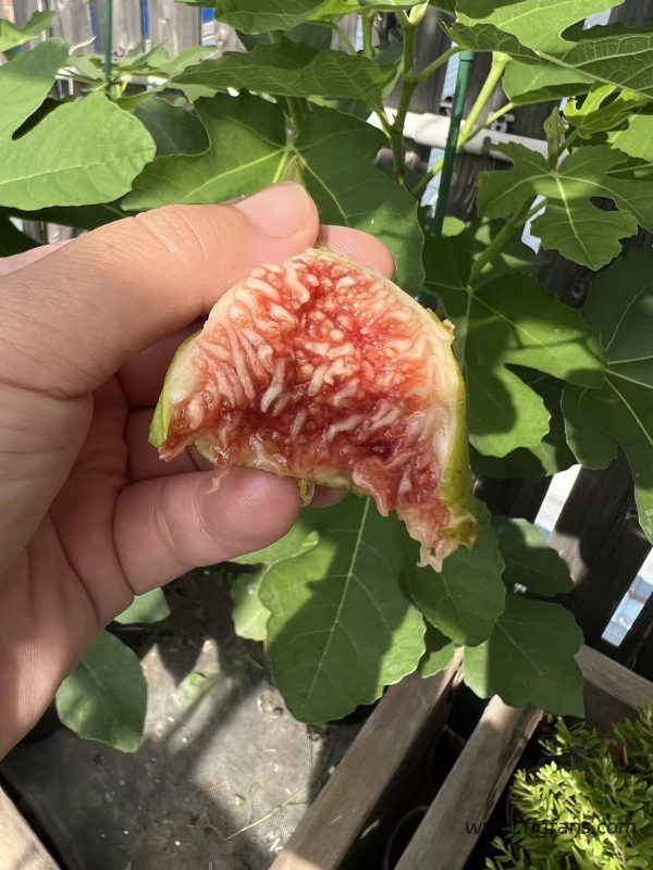 小果迷-种植爱好者交流互动平台