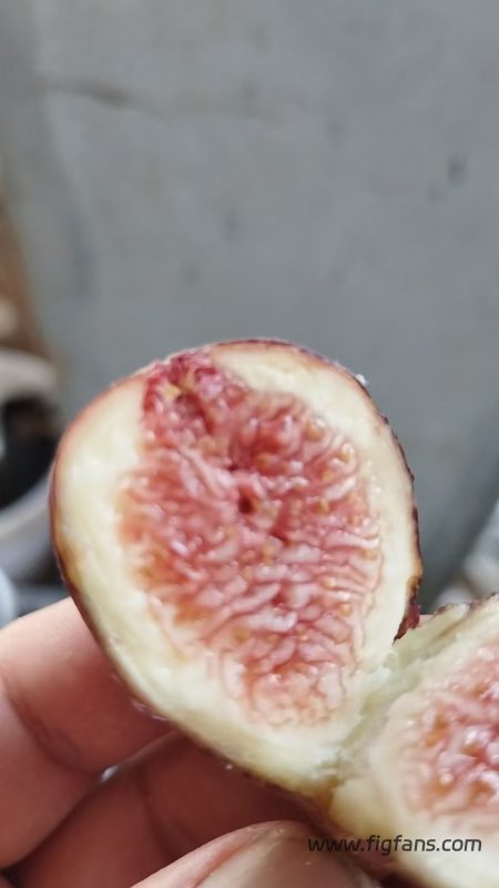 小果迷-种植爱好者交流互动平台
