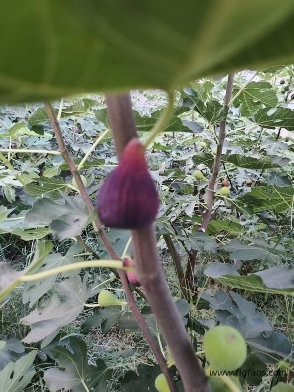 小果迷-种植爱好者交流互动平台