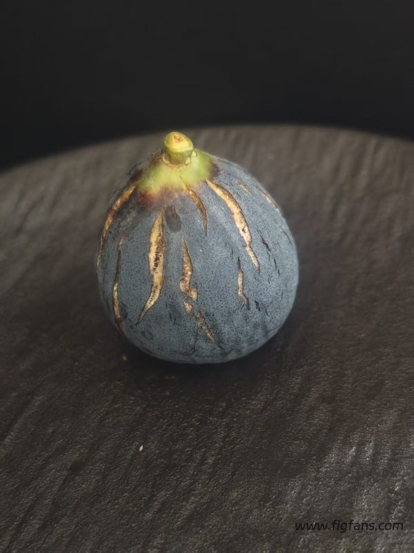 小果迷-种植爱好者交流互动平台