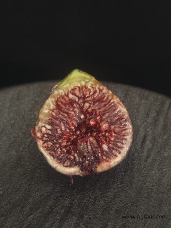 小果迷-种植爱好者交流互动平台