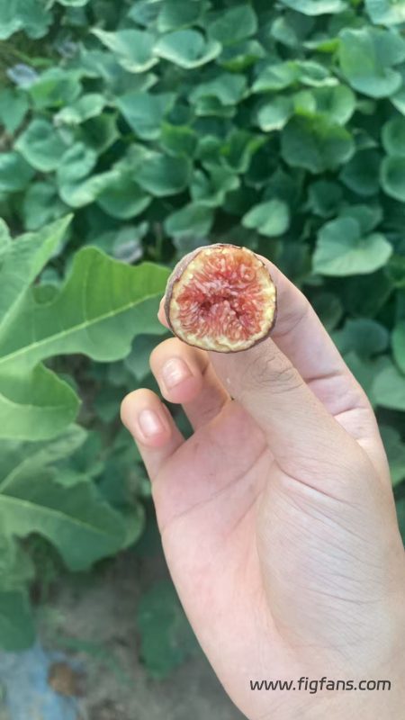 小果迷-种植爱好者交流互动平台