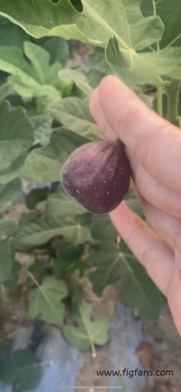 小果迷-种植爱好者交流互动平台