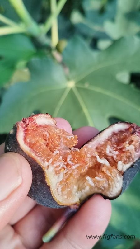 小果迷-种植爱好者交流互动平台