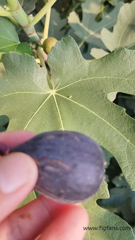 小果迷-种植爱好者交流互动平台