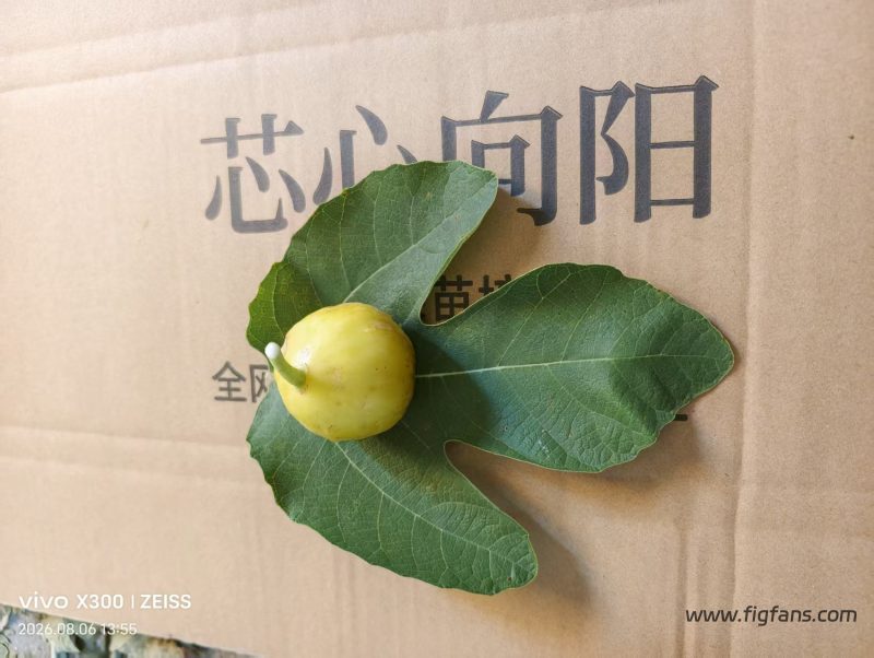 小果迷-种植爱好者交流互动平台