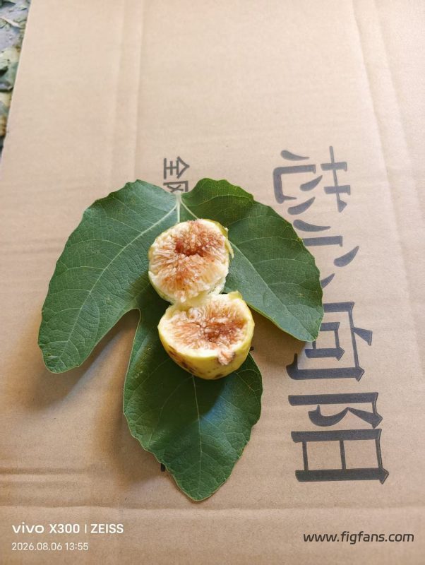 小果迷-种植爱好者交流互动平台