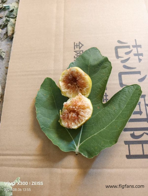 小果迷-种植爱好者交流互动平台