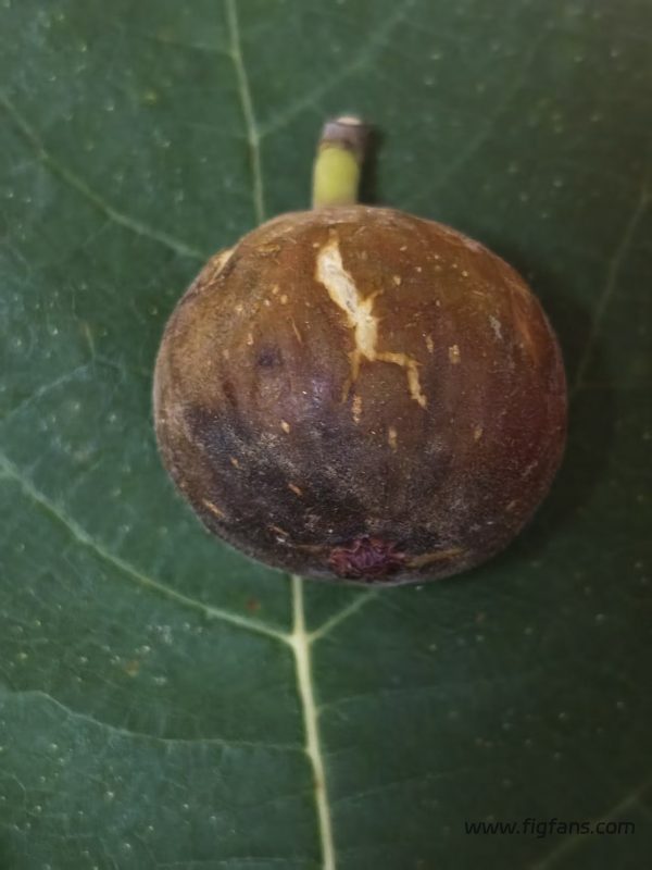 小果迷-种植爱好者交流互动平台