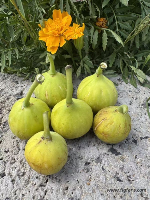 小果迷-种植爱好者交流互动平台