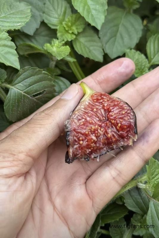 小果迷-种植爱好者交流互动平台