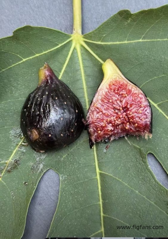 小果迷-种植爱好者交流互动平台
