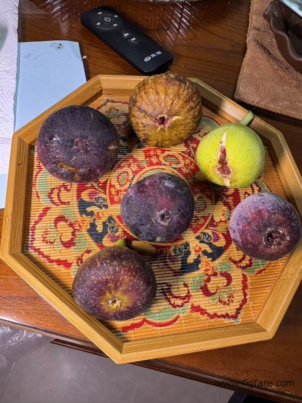 小果迷-种植爱好者交流互动平台