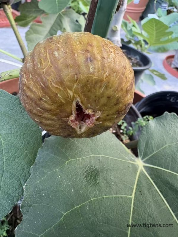 小果迷-种植爱好者交流互动平台