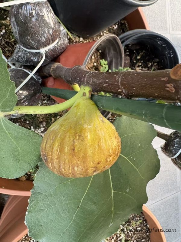 小果迷-种植爱好者交流互动平台