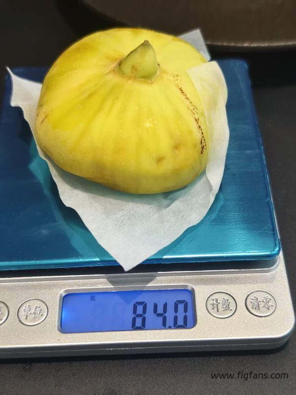 小果迷-种植爱好者交流互动平台