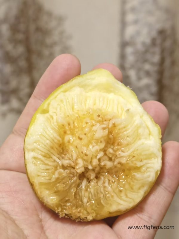 小果迷-种植爱好者交流互动平台